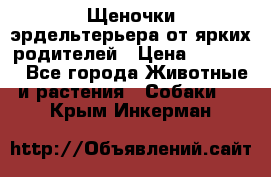 Щеночки эрдельтерьера от ярких родителей › Цена ­ 25 000 - Все города Животные и растения » Собаки   . Крым,Инкерман